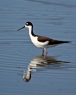 Black-Necked Stilt