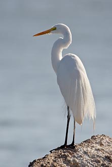 Great Egret In Breeding Plumage