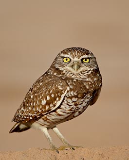 Burrowing Owl