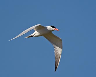 Caspian Tern In Flight