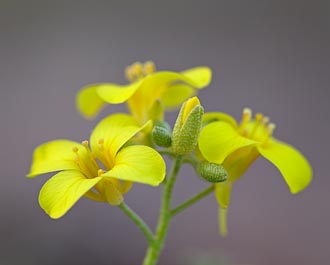 Gordon's Bladderpod