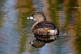 Pied-Billed Grebe