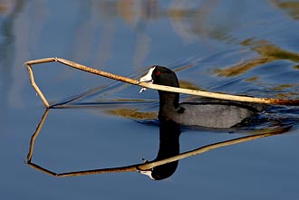 American Coot With Nesting Material