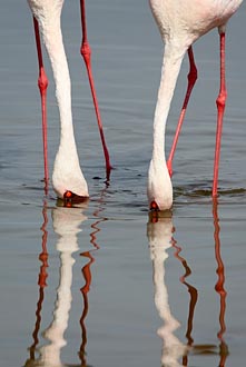 Lesser Flamingo Reflections