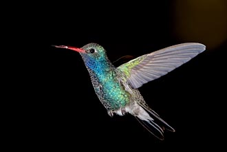 Broad-Billed Hummingbird