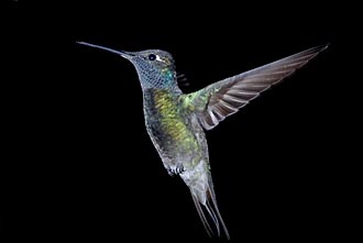 Magnificent Hummingbird