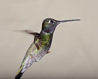 Male Magnificent Hummingbird