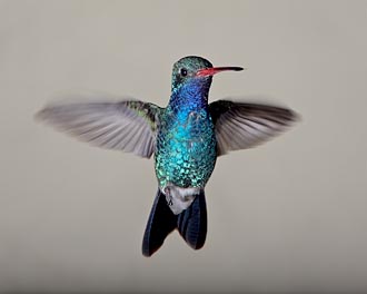 Male Broad-Billed Hummingbird