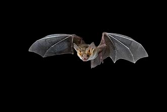 Pallid Bat