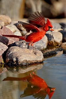 Northern Cardinal