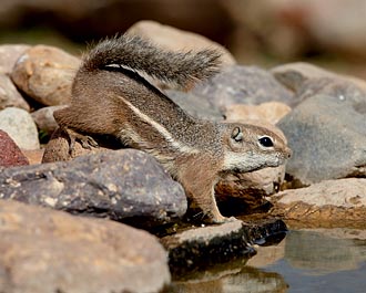 Yuma Antelope Squirrel