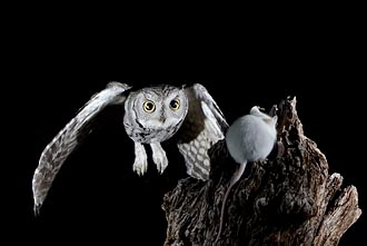 Western Screech-Owl In Flight