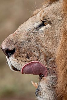Lion Licking His Chops
