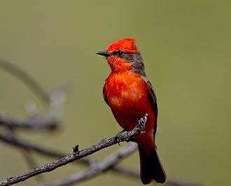 Male Vermilion Flycatcher