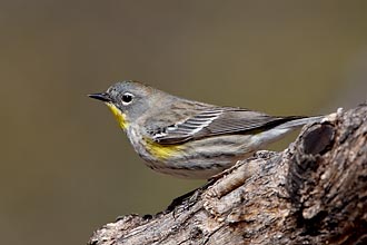 Female Audubon's Yellow-Rumped Warbler