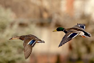 Mallard Pair In Flight