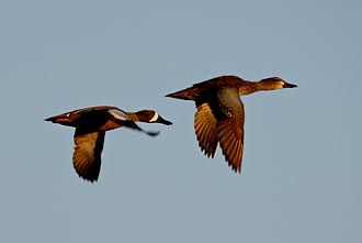 Blue-Winged Teal Pair In Flight