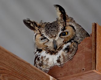 Great Horned Owl