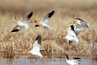 American Avocets In Flight