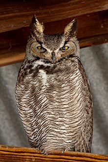 Great Horned Owl