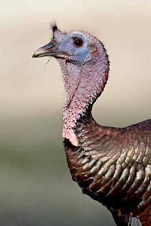 Wild Turkey Gobbler