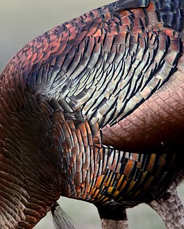 Wild Turkey Feathers