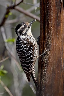 Female Ladder-Backed Woodpecker