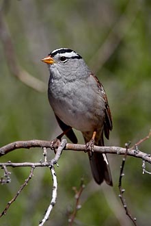 White-Crowned Sparrow