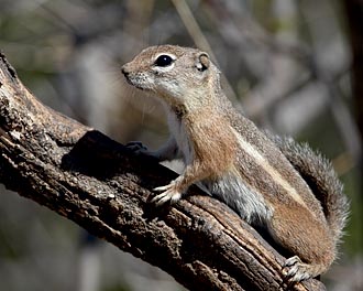 Yuma Antelope Squirrel