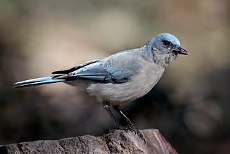 Mexican Jay