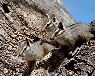 Three Young Cliff Chipmunk