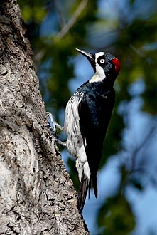 Female Acorn Woodpecker