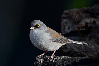 Yellow-Eyed Junco