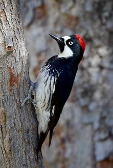 Female Acorn Woodpecker