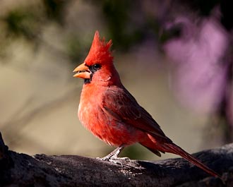 Male Northern Cardinal