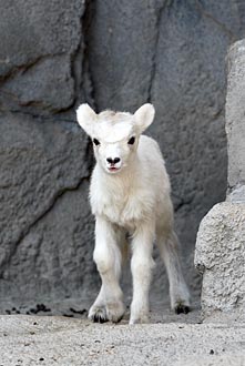 Dall Sheep Lamb