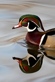 Wood Duck Drake