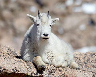 Mountain Goat