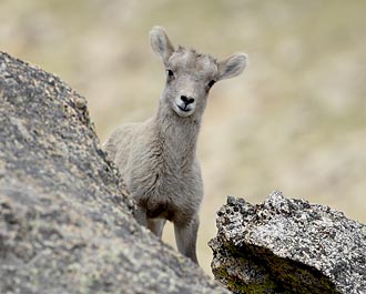 Bighorn Sheep Lamb