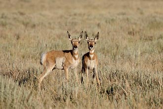 Two Young Pronghorn
