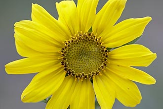 Helianthella