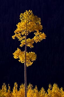 Yellow Aspen