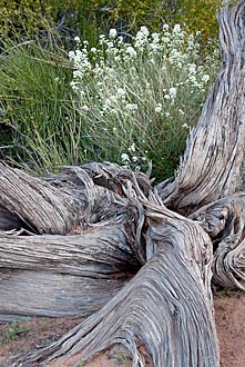 Fremont's Peppergrass