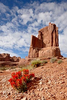 Formation And Common Paintbrush