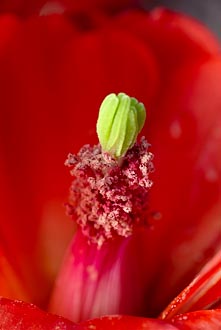 Claretcup Cactus Detail