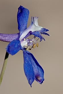 Anderson's Larkspur