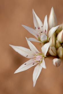 Prairie Wild Onion