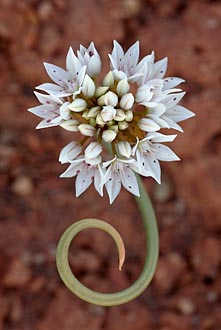 Prairie Wild Onion