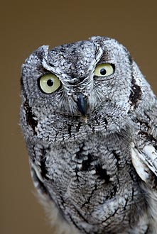 Western Screech-Owl