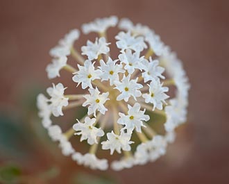 Sand Verbena